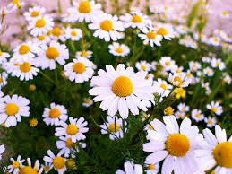 با شفادهندههای طبیعی آشنا شوید با شفادهندههای طبیعی آشنا شوید