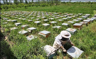 آغاز سرشماری کلنی های زنبورعسل از 22 مهر در قائم شهر آغاز سرشماری کلنی های زنبورعسل از 22 مهر در قائم شهر
