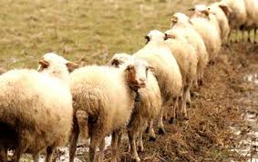 خروج دام از مراتع ییلاقی و اجرای مدیریت چرا در مراتع قشلاقی استان تهران خروج دام از مراتع ییلاقی و اجرای مدیریت چرا در مراتع قشلاقی استان تهران