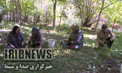   برداشت 2100 تن گردو در فیروزکوه