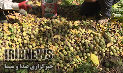   برداشت 2100 تن گردو در فیروزکوه