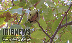   برداشت 2100 تن گردو در فیروزکوه