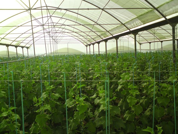 تولید سالانه 350 هزار تن محصولات گلخانه‌ای در شهرستان دیر