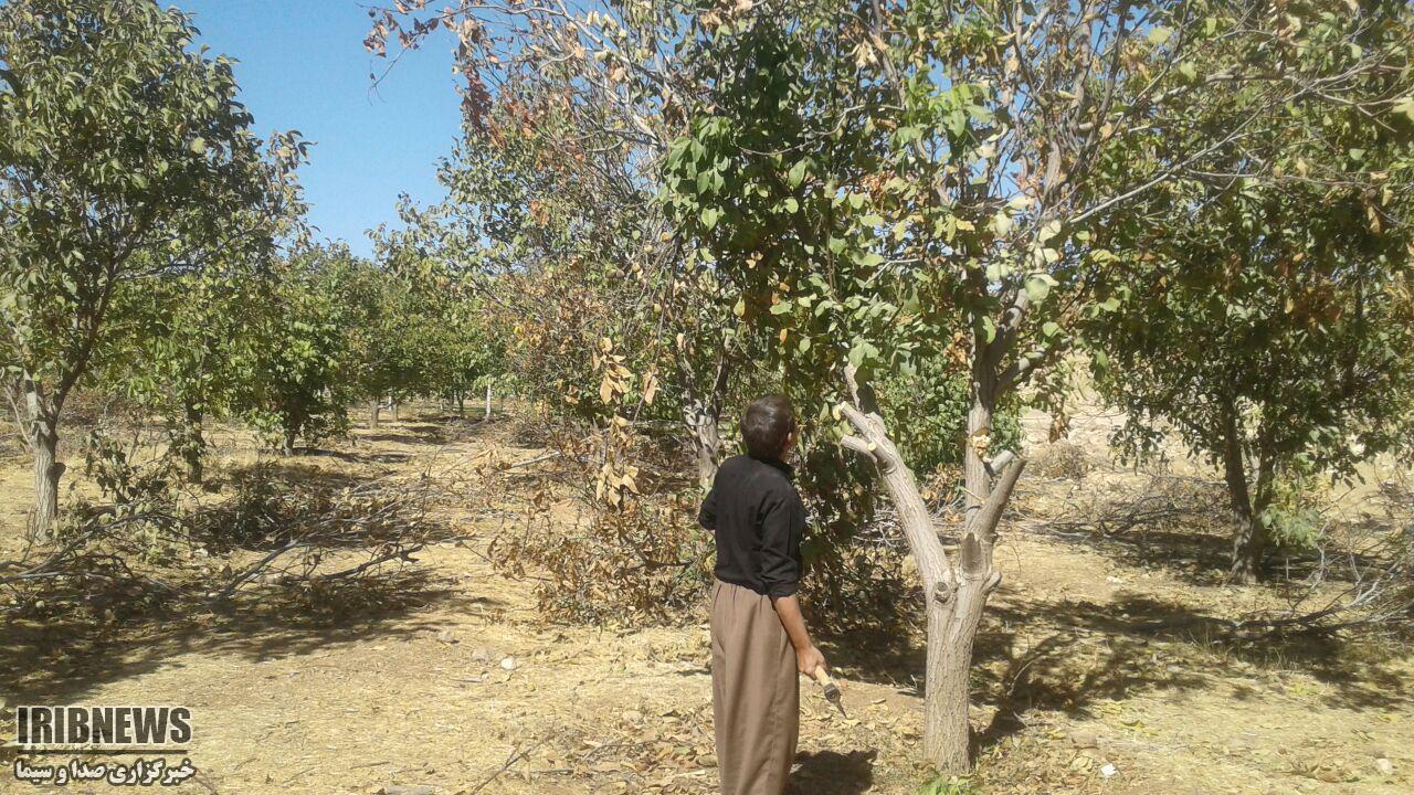 تیشه به ریشه درختان گردو