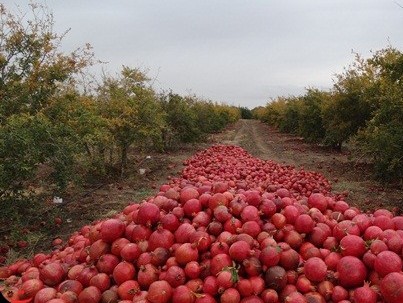 آغاز برداشت انار در شهرستان مه ولات