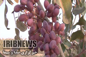 مهمترین رویداد های خبری شهرستان ها