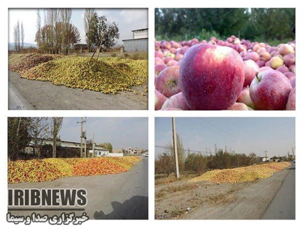 خرید بیش از ۴۰۰ تن سیب زیر درختی تاکنون در مهاباد