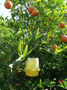 تله مکفیل ، بهترین راه مبارزه با مگس میوه مدیترانه ای تله مکفیل ، بهترین راه مبارزه با مگس میوه مدیترانه ای