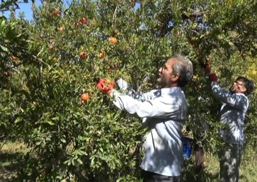 برداشت بیش از ۱۵۰تن انار در دهشیر + فیلم