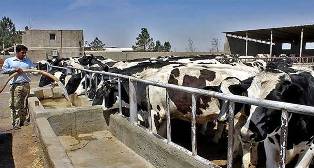 معرفی 15 واحد تولیدی به بانکها برای دریافت تسهیلات در  بابلسر