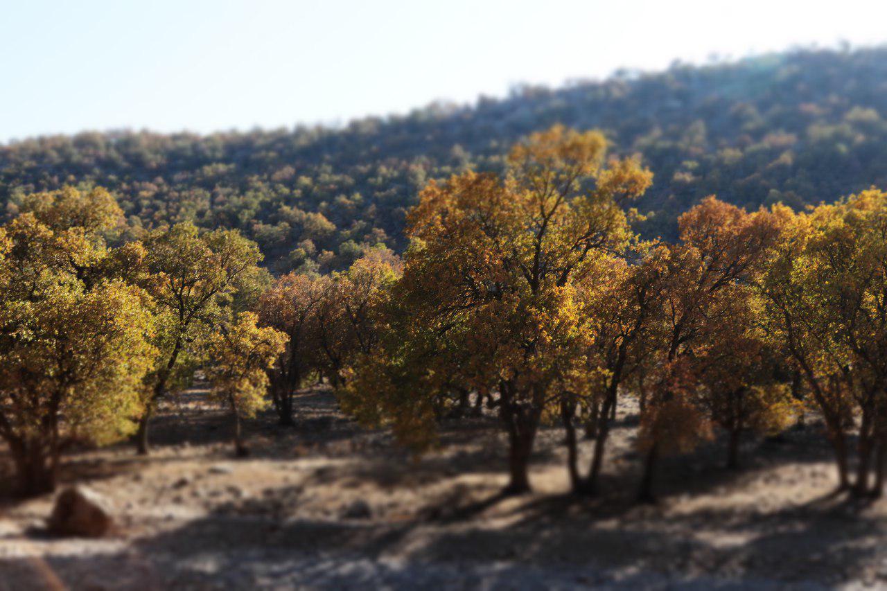 احمد فداله منطقه ای در آن سوی محرومیت ها