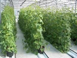 افزایش 20 درصدی کشت گلخانه ای در تایباد