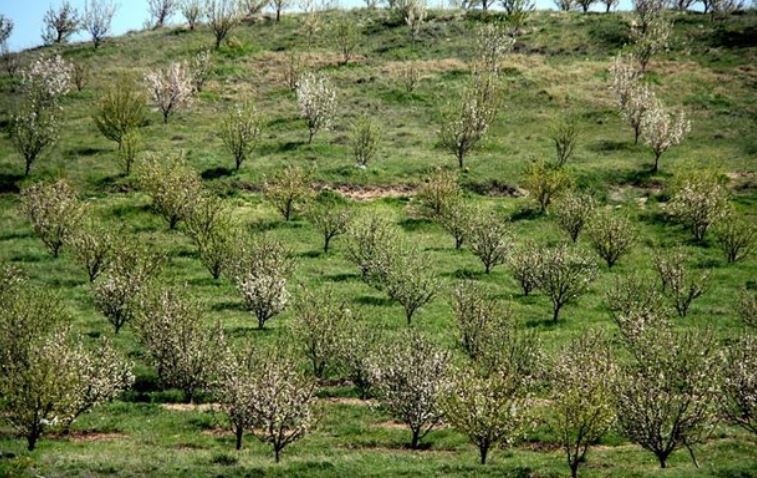 توسعه ۳۵ هزار هکتاری باغ‌های استان