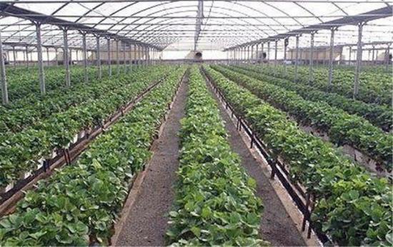 برنامه ریزی برای توسعه ۵۵ هکتار کشت گلخانه‌ای در استان کرمانشاه