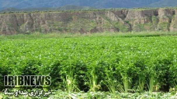 آغازبرداشت کرفس نوبرانه درطارم زنجان