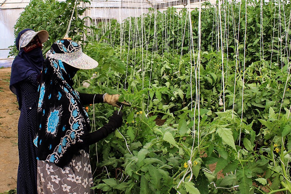 118 هکتار کشت گلخانه ای در خراسان رضوی اجرا شد