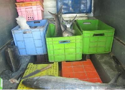 معدوم سازی 210 کیلوگرم ماهی فاسد و بی هویت در اردستان