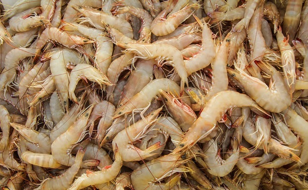 برداشت میگوی پرورشی به ۴۲ هزار تن رسید