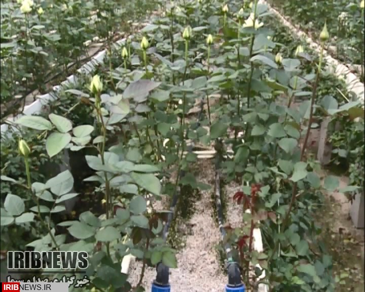 شیراز میزبان همایش کشت‌های بدون خاک