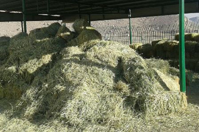 نذر ۱۰ میلیون تومانی برای خرید علوفه وحوش نذر ۱۰ میلیون تومانی برای خرید علوفه وحوش