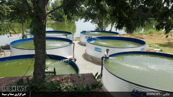 صنعت آبزی پروری گیلان 4 دهه روی دور تولید