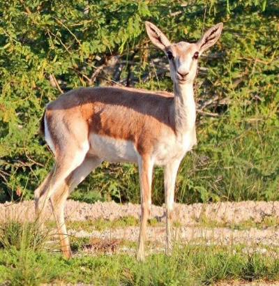 آهوی ایرانی به دانشگاه شیراز انتقال می یابد