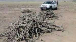 نصف شدن قاچاق  چوب در آران و بیدگل