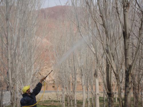 اسفند زمان سمپاشی علیه آفات