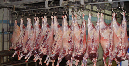 کشتارگاه یاسوج در آستانه تعطیلی