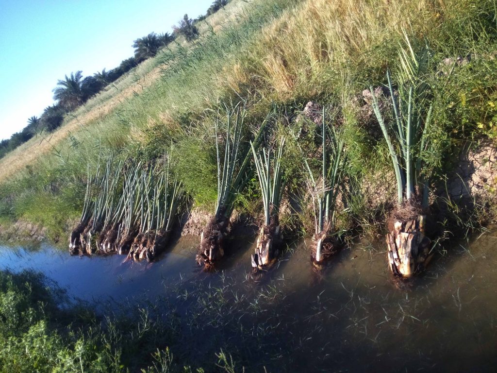 توزیع ۲۵ هزار اصله پاجوش خرما بین نخل‌داران بشاگردی