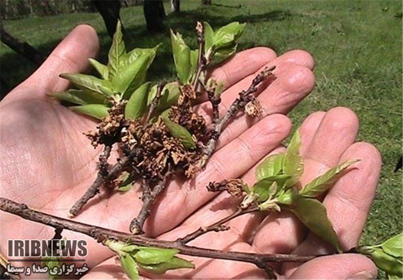 خسارت ۱۳۰ میلیارد تومانی به محصولات باغی وکشاورزی مهاباد