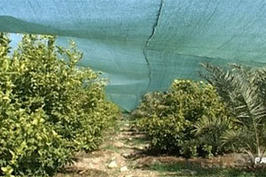 طرح سایه بان در اراضی کشاورزی اجرا می شود