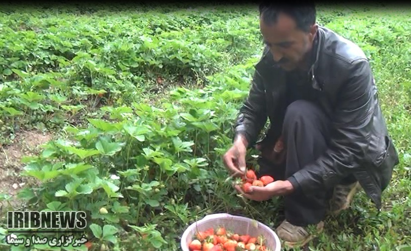 آغاز برداشت توت فرنگی از باغات شهرستان سروآباد