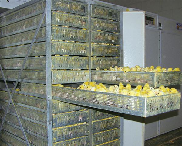 نخستین خودروهای حمل جوجه تولید می شود