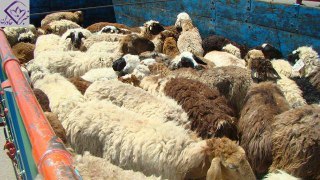 توقیف محموله میلیاردی دام قاچاق در آباده