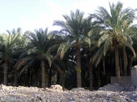 آفت زنجره خرما در کمین نخلستانهای بم آفت زنجره خرما در کمین نخلستانهای بم