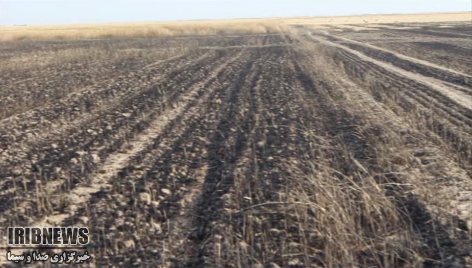 40 هکتار گندم و جو طعمه آتش