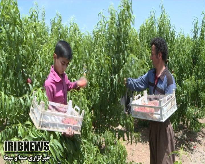 گزارش مکتوب: محصولات سرگردان و چشمان نگران باغداران