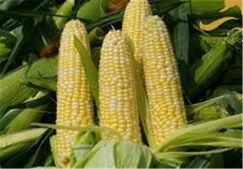 کشت ذرت در ۱۲ هزار هکتار از اراضی کشاورزی استان قزوین