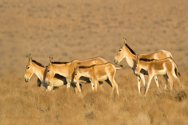 نذری از جنس طبیعت
