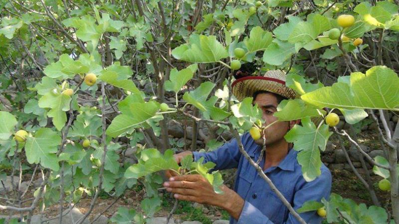 کاهش 20 درصدی برداشت انجیر در مهریز