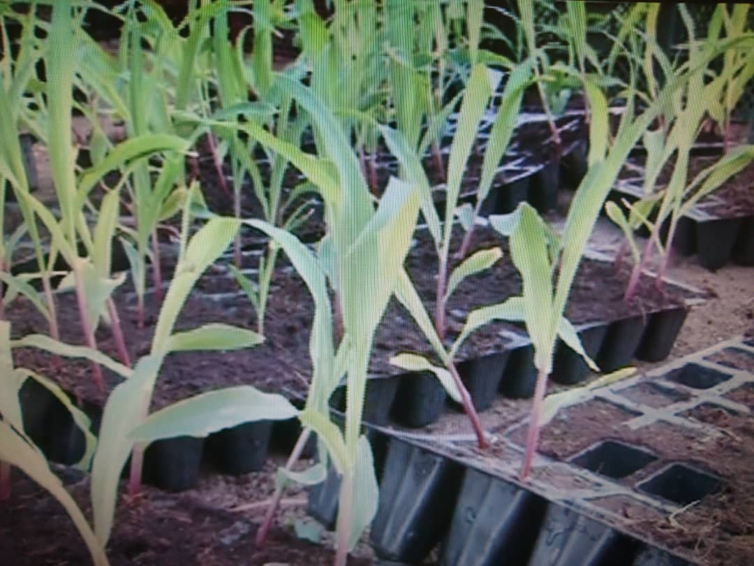 کشت ذرت نشائی برای اولین بار در جنوب سیستان و بلوچستان کشت ذرت نشائی برای اولین بار در جنوب سیستان و بلوچستان