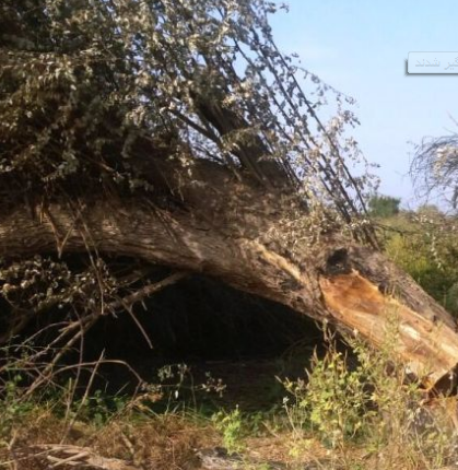 دستگیرعاملان قطع درختان کنار در دزفول