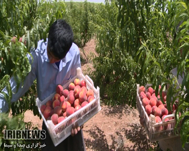 جشن شکرگذاری برداشت محصول در شهرستان سامان+فیلم جشن شکرگذاری برداشت محصول در شهرستان سامان+فیلم