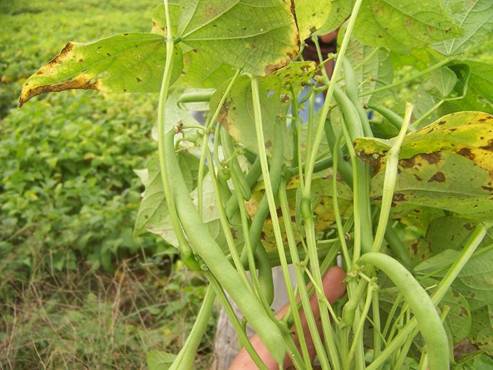 آغازبرداشت لوبیا ازمزارع چهارمحال و بختیاری آغازبرداشت لوبیا ازمزارع چهارمحال و بختیاری