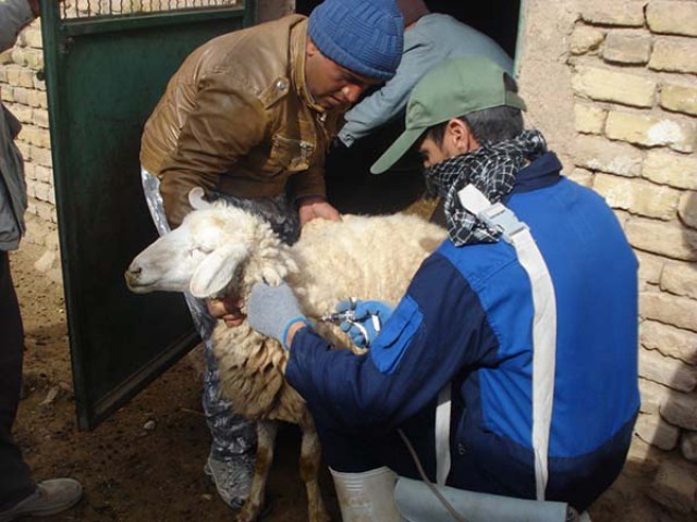 ویزیت رایگان دامها درشبکه دامپزشکی مه ولات