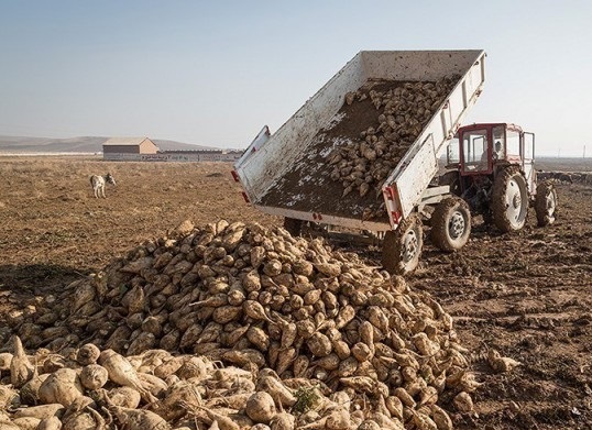 چغندرکار گچسارانی نمونه کشور
