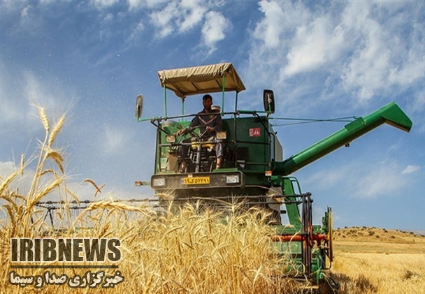 زنجان در جمع 10 استان برتر درحوزه تولید گندم