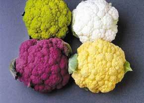 مزایای شگفت انگیز گل کلم