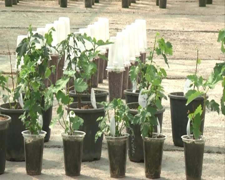 تولید نهال‌های بدون ویروس در شیراز